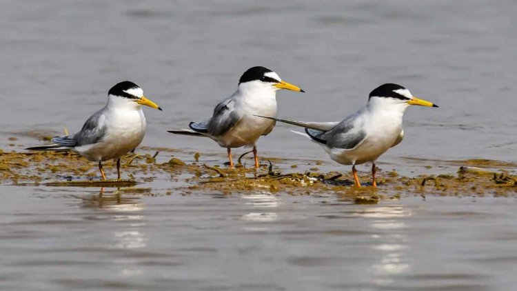कोपरा जलाशय को राज्य का पहला रामसर साइट घोषित किया जाना छत्तीसगढ़ के लिए गर्व का क्षण.